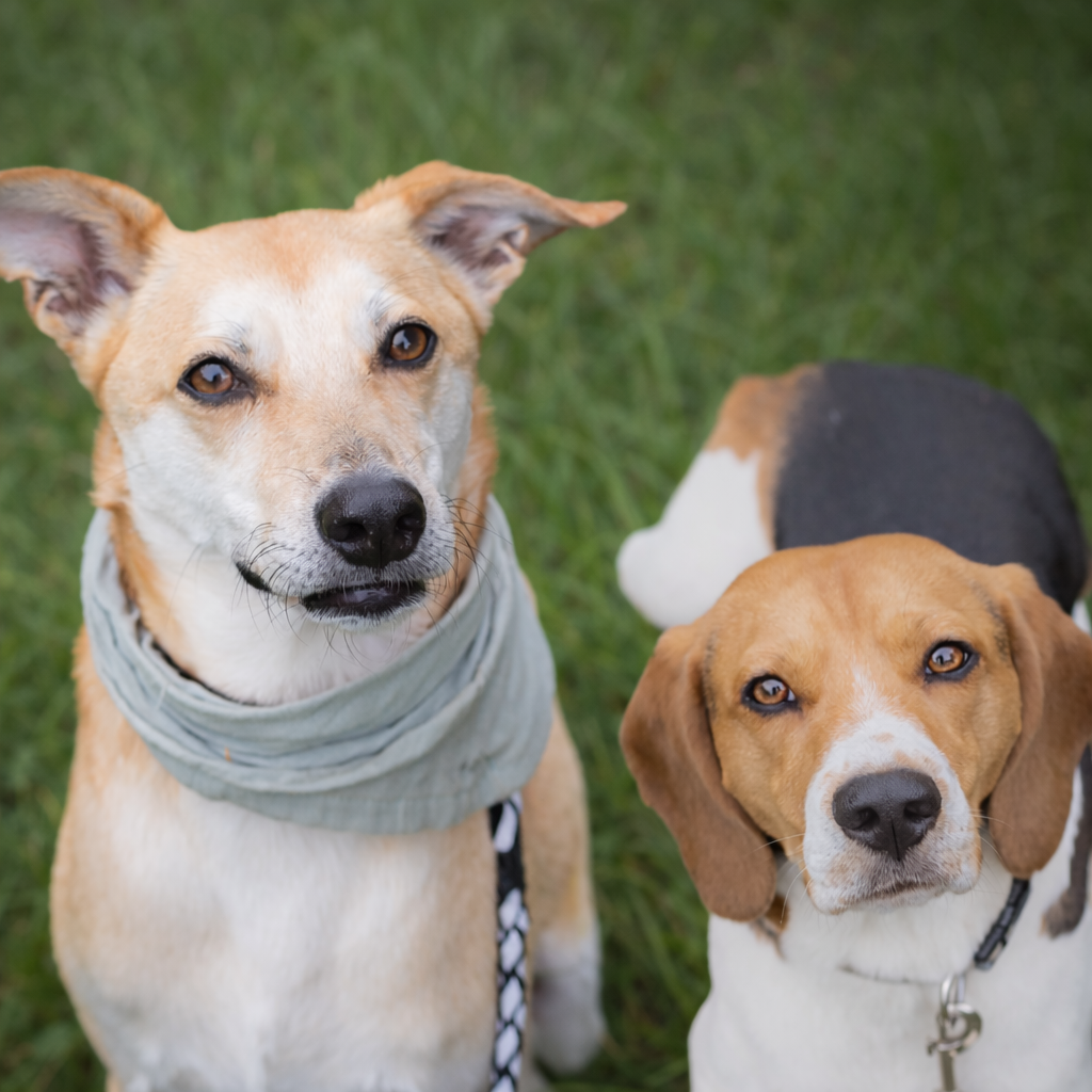 Ein Foto von zwei Hunden, die nebeneinander sitzen und in die Kamera schauen. Links ist ein Hund namens Lio mit einem hellen Fell und einem hellgrauen Bandana um den Hals. Rechts sitzt ein Beagle namens Neo mit dem typischen dreifarbigen Fellmuster (schwarz, braun, weiß). Beide Hunde haben einen aufmerksamen Blick.